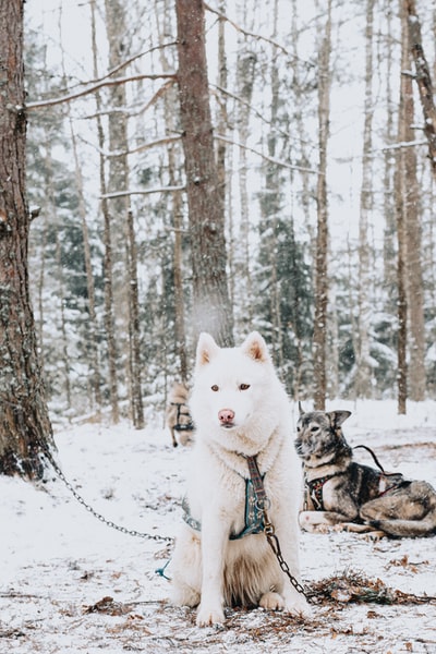 白昼雪地上的白色西伯利亚哈士奇犬